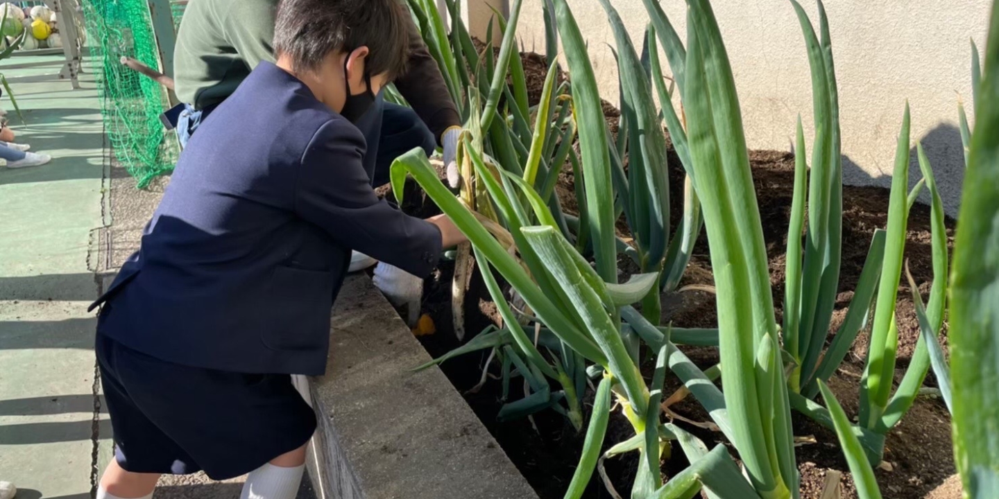 Sharing the Original Charms of Pure-Bred Spring Onions with Children