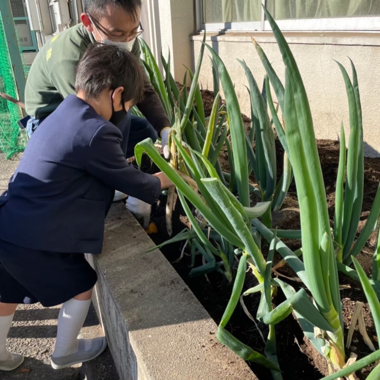 Sharing the Original Charms of Pure-Bred Spring Onions with Children