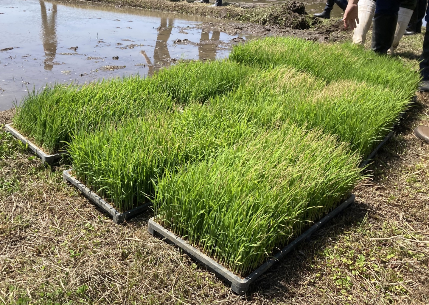 Eitaro Sohonpo, Where Confectionery Making Begins with Employees in the Rice Fields