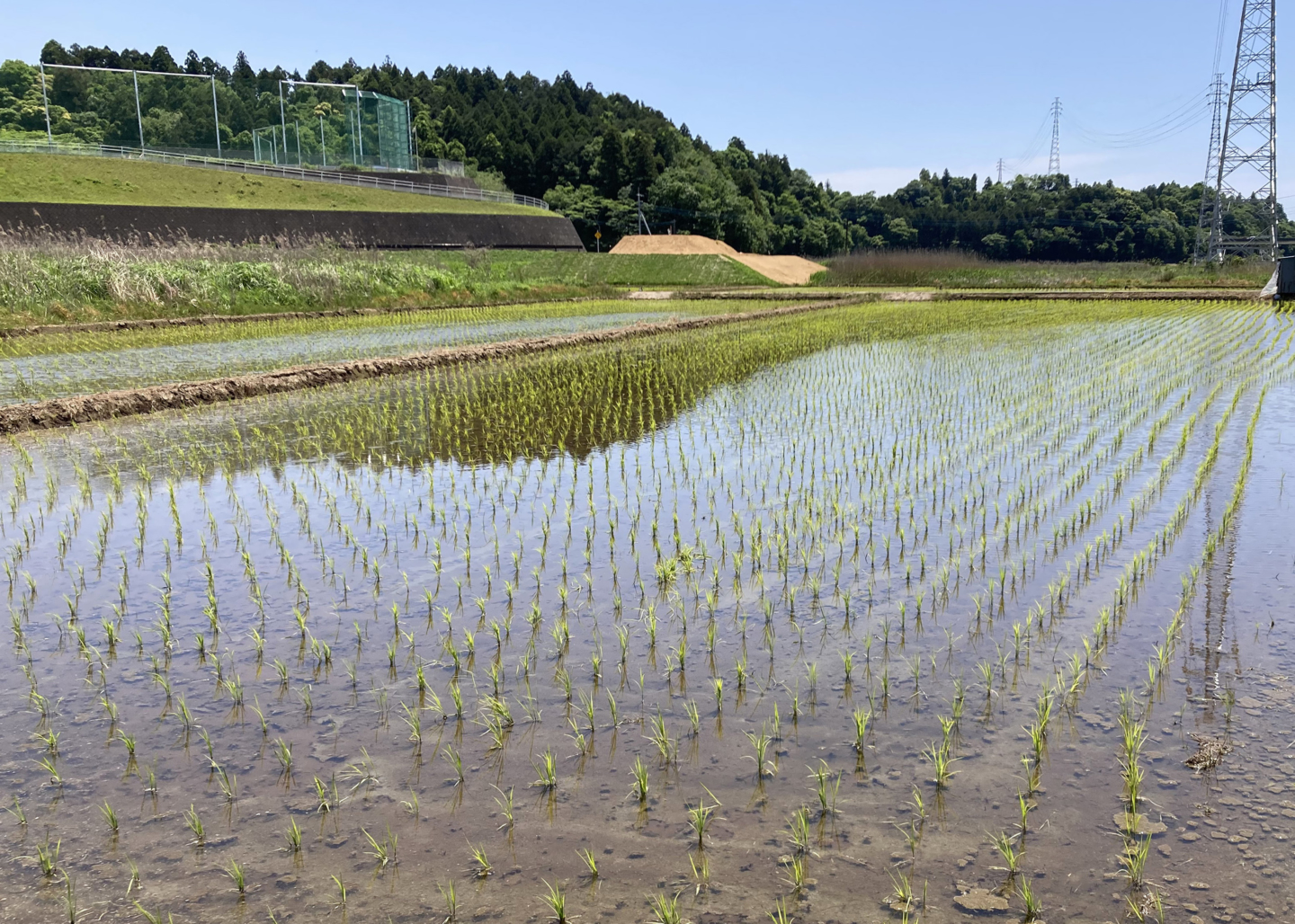 Eitaro Sohonpo, Where Confectionery Making Begins with Employees in the Rice Fields