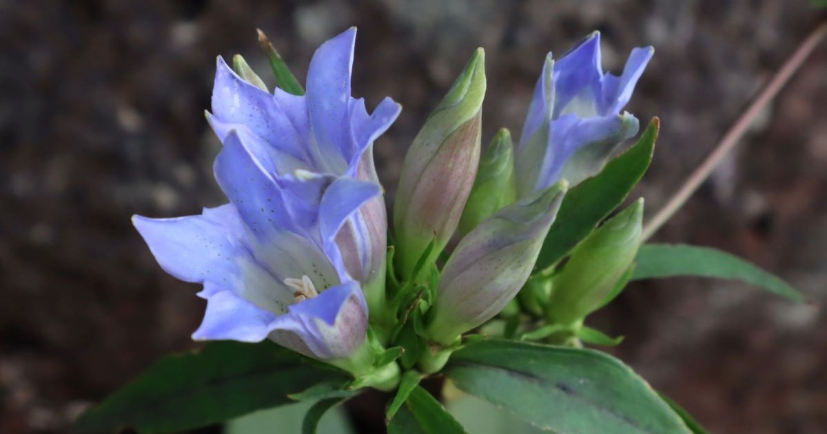 [Tokyo Crude Drugs Association] Deepen Your Knowledge of Medicinal Herbs This Autumn at the Botanical Garden—Event Registration Now Open