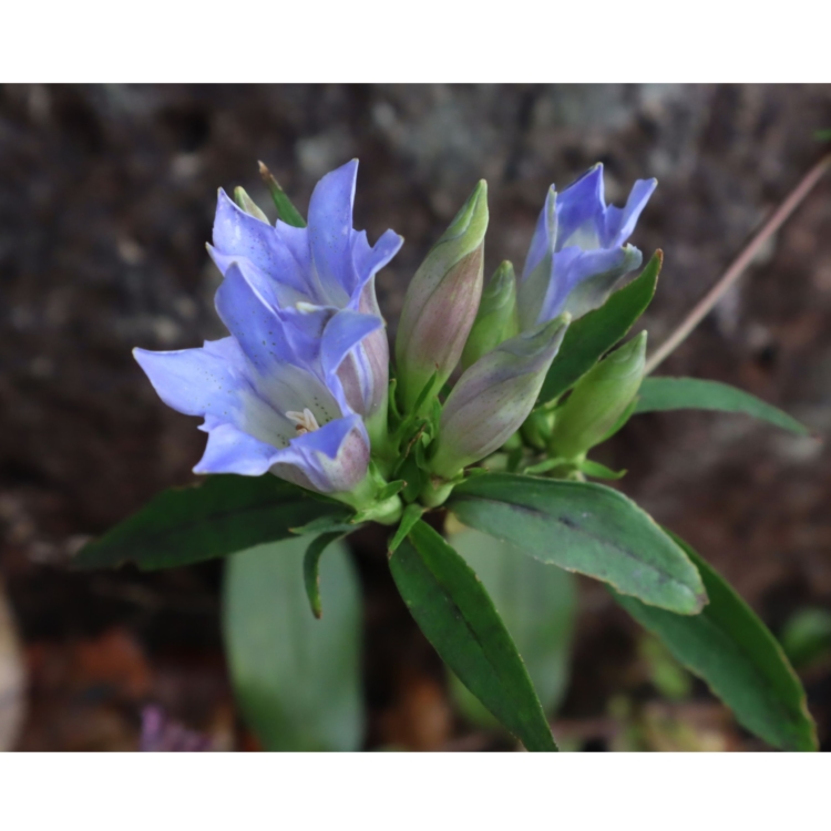 [Tokyo Crude Drugs Association] Deepen Your Knowledge of Medicinal Herbs This Autumn at the Botanical Garden—Event Registration Now Open