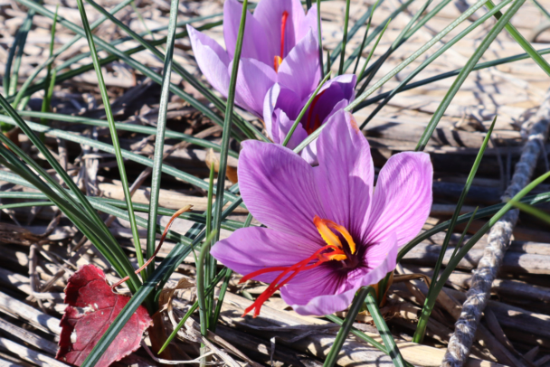 [Tokyo Crude Drugs Association] Deepen Your Knowledge of Medicinal Herbs This Autumn at the Botanical Garden—Event Registration Now Open