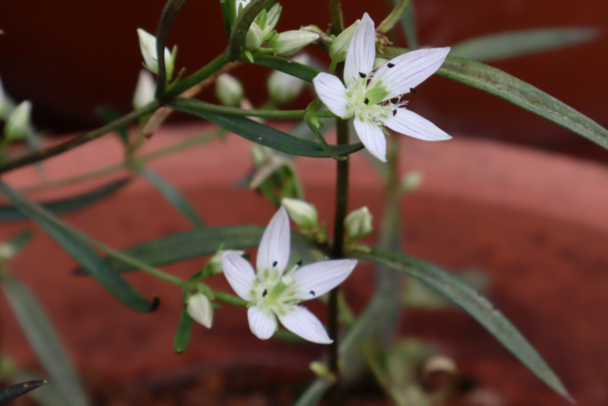 [Tokyo Crude Drugs Association] Deepen Your Knowledge of Medicinal Herbs This Autumn at the Botanical Garden—Event Registration Now Open